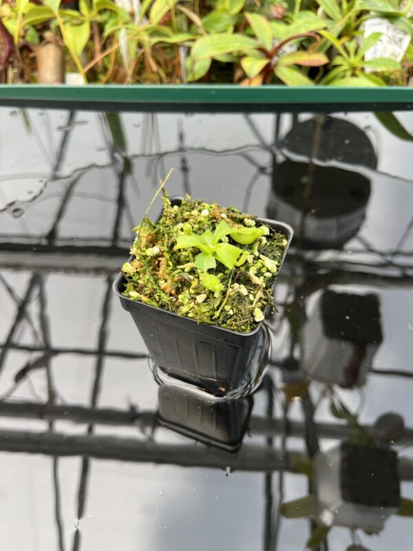 Wide Angle of Nepenthes truncata (c) #55 x truncata (a) | Florae | Seed Grown | Florae Collaborative | FC-453.00 | 20592