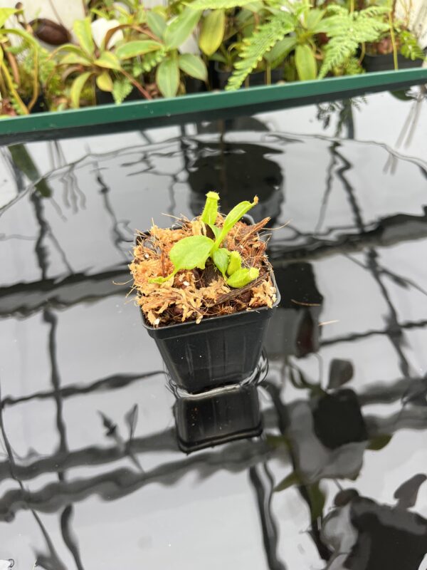 Wide Angle of Nepenthes (truncata x ephippiata) x villosa | JH | Florae | Florae Collaborative | FC-352.11 | 20653