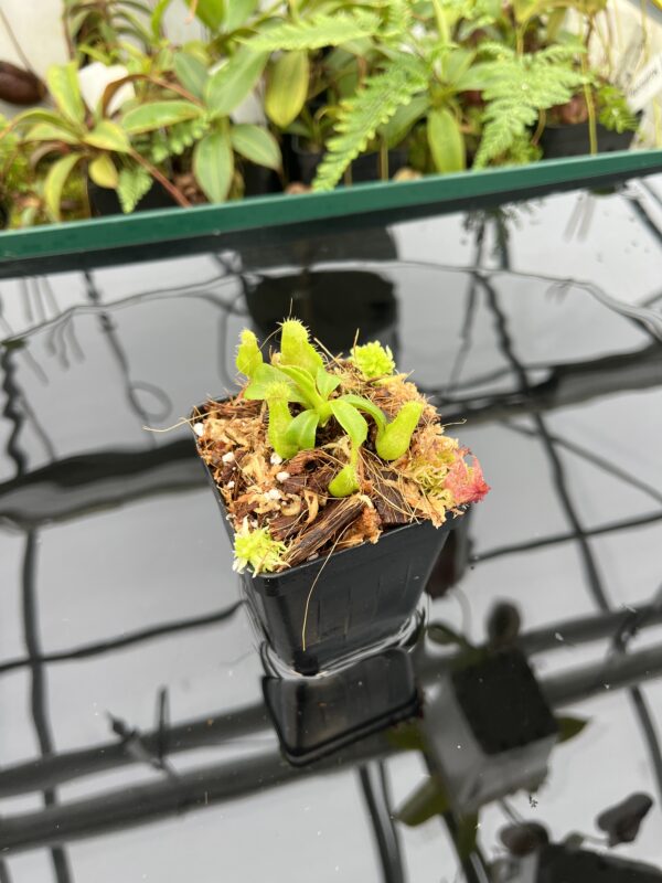 Wide Angle of Nepenthes truncata x villosa | JH | Florae | Clone 15 | Florae Collaborative | FC-355.15 | 20651