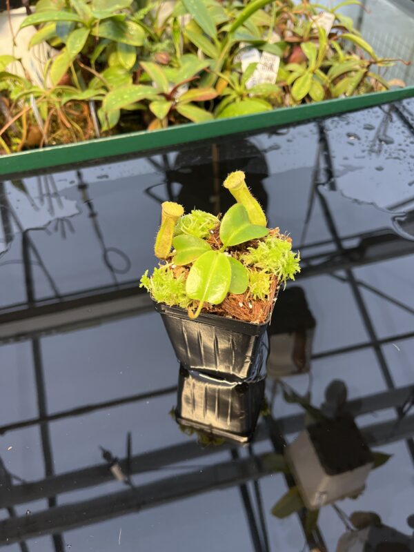 Wide Angle of Nepenthes truncata x villosa | Jeremiah Harris | SG | Florae Collaborative | FC-355.00 | 20431
