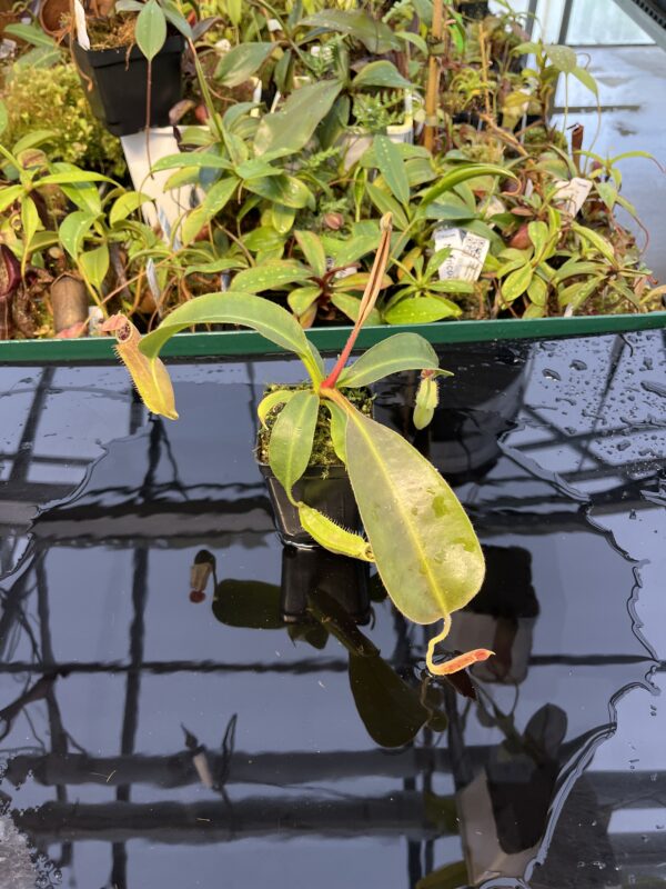 Wide Angle of Nepenthes (veitchii x boschiana) x (veitchii x boschiana) | JH | Florae | Florae Collaborative | FC-386.01 | 20427