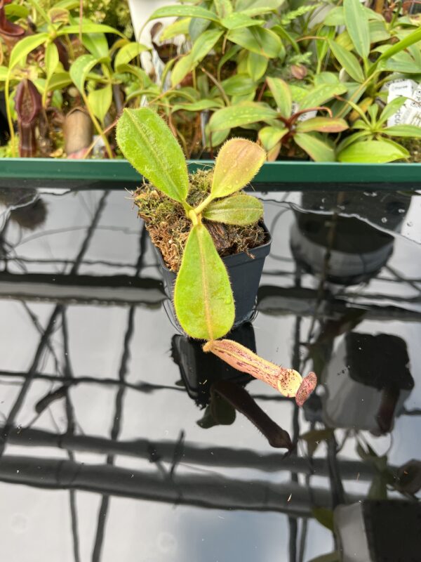 Wide Angle of Nepenthes (veitchii x burbidgeae) x stenophylla | Florae Collaborative | 20477