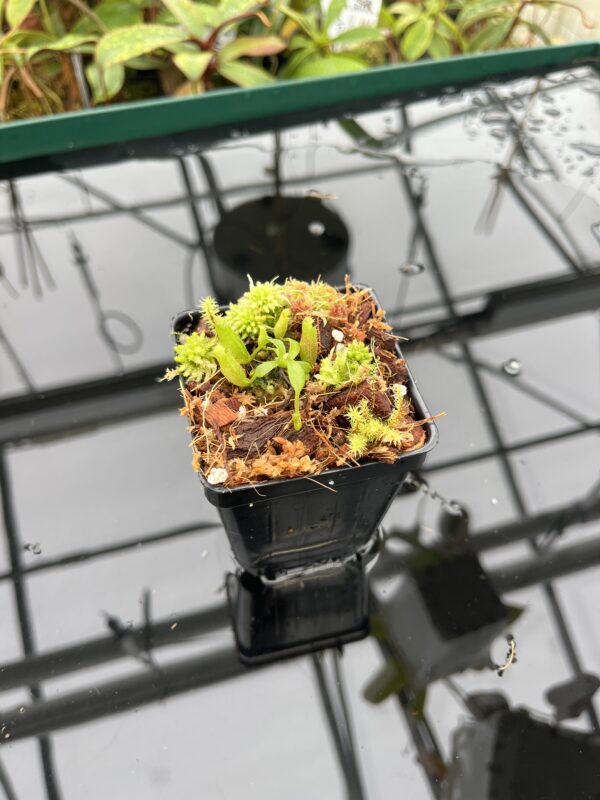 Wide Angle of Nepenthes (veitchii x lowii ) #14 BE x edwardsiana | JH | Florae | Seed Grown | Florae Collaborative | FC-492 | 20500