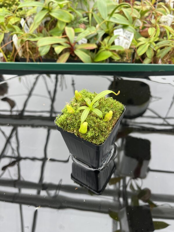 Wide Angle of Nepenthes (veitchii x lowii) x edwardsiana | Florae Collaborative | FC-122.01 | 20375