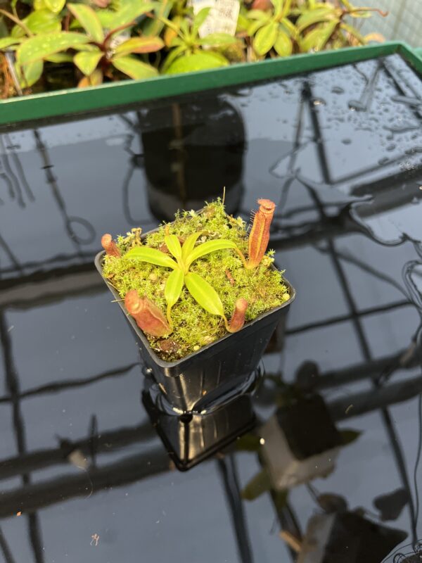 Wide Angle of Nepenthes (veitchii x lowii) x edwardsiana | Florae Collaborative | FC-122.01 | 20432