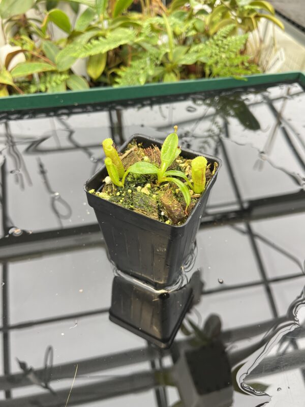 Wide Angle of Nepenthes (veitchii x lowii) x edwardsiana | Florae | Florae Collaborative | FC-122.13 | 20634