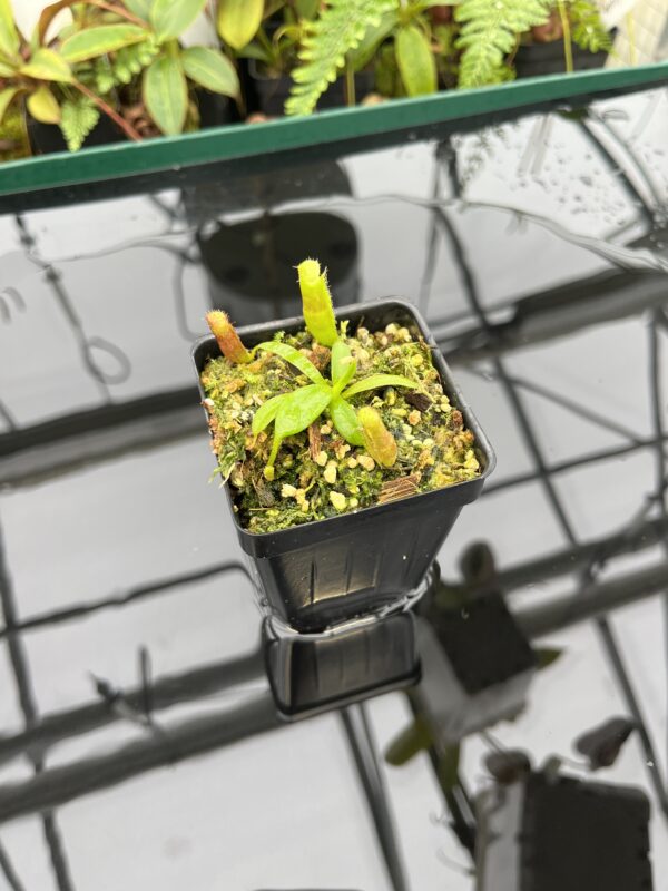 Wide Angle of Nepenthes (veitchii x lowii) x edwardsiana | Florae | Florae Collaborative | FC-122.13 | 20638