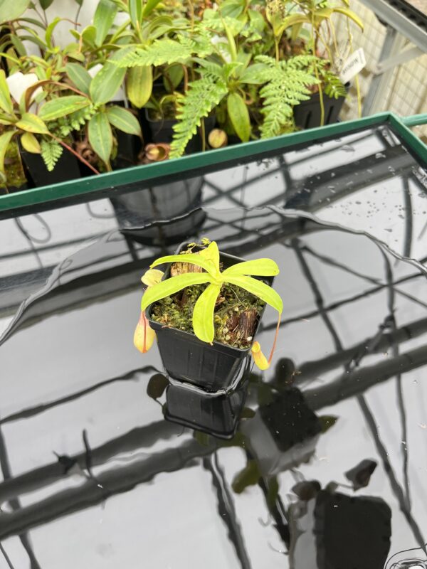 Wide Angle of Nepenthes ventricosa | Borneo Exotics | BE-3771 | 20643