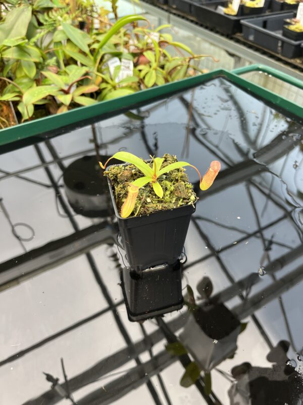 Wide Angle of Nepenthes ventricosa x dubia | Borneo Exotics | BE-3742 | 20486