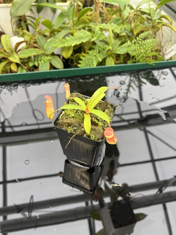 Wide Angle of Nepenthes ventricosa x dubia | Borneo Exotics | BE-3742 | 20633