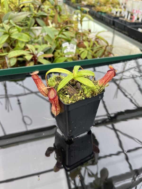 Wide Angle of Nepenthes ventricosa x hamata | Borneo Exotics | BE-3672 | 20355