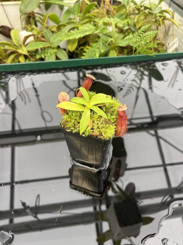 Wide Angle of Nepenthes ventricosa x hamata | Borneo Exotics | BE-3672 | 20631