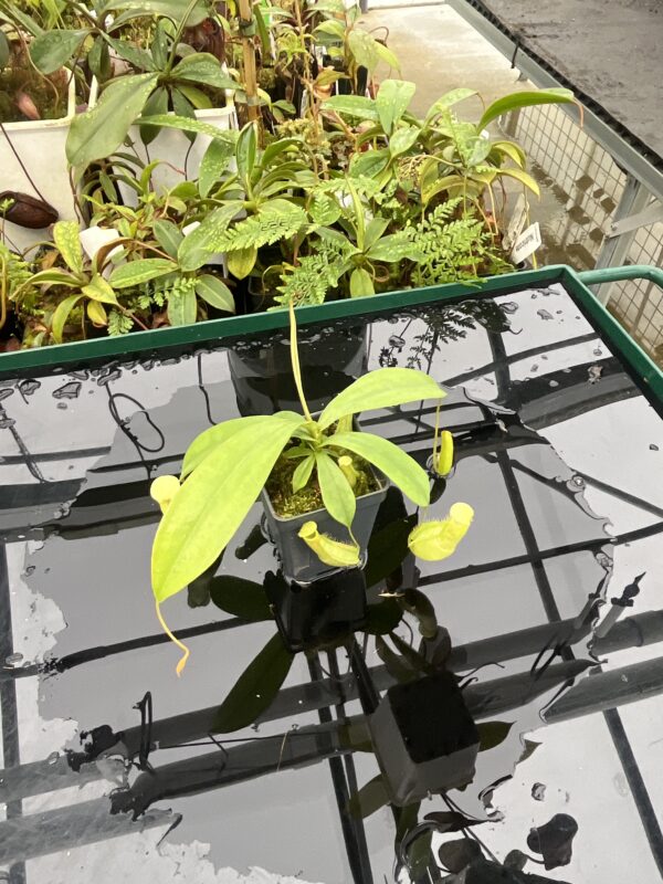 Wide Angle of Nepenthes ventricosa x hirsuta | Malesiana Tropicals | MT-153 | 20632