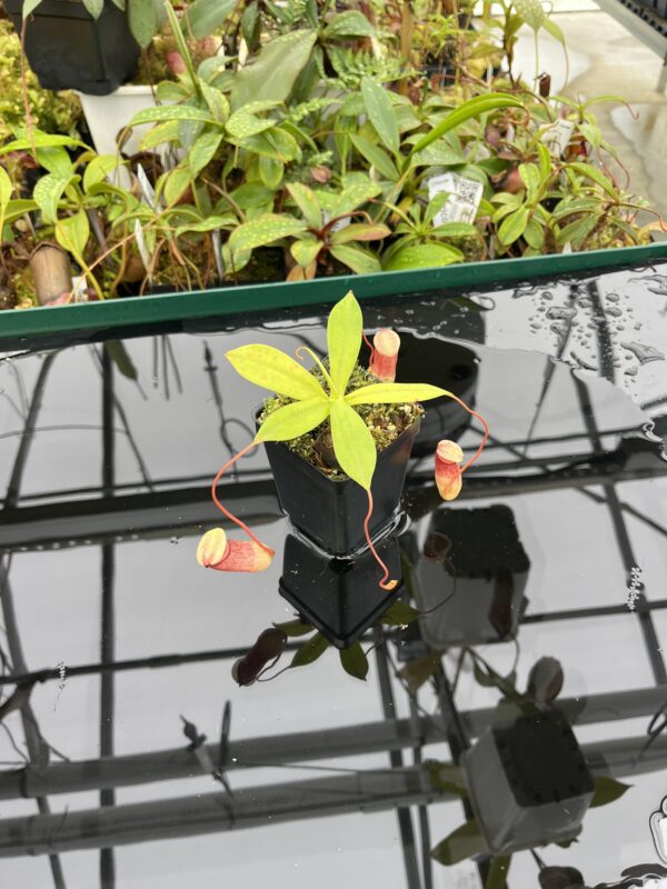 Wide Angle of Nepenthes ventricosa x sibuyanensis | Borneo Exotics | BE-3757 | 20497