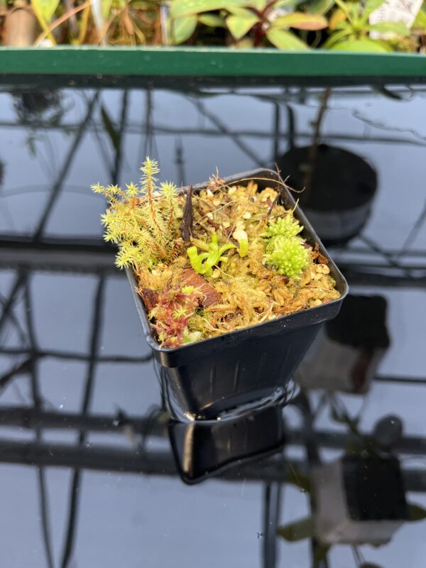 Wide Angle of Nepenthes villosa 'ABG' | Florae Collaborative | FC-070.IC | 20436