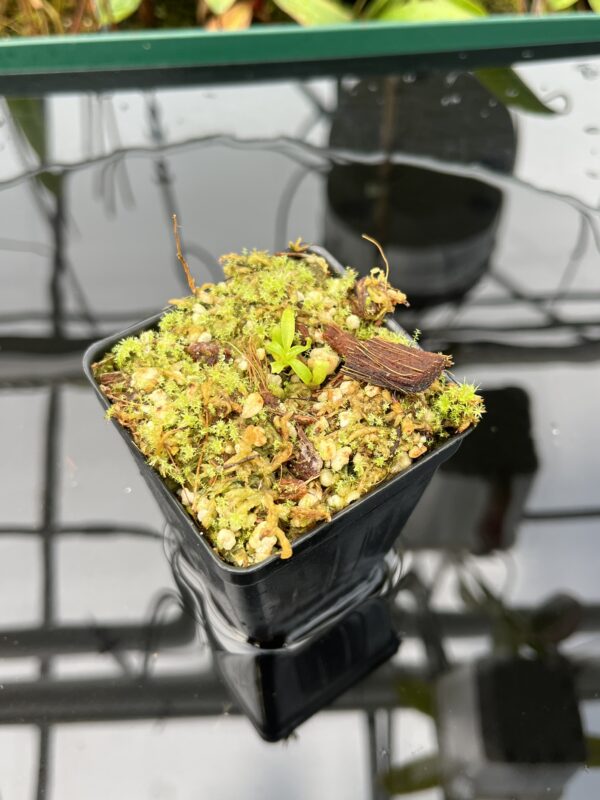 Wide Angle of Nepenthes villosa | G. Kinabalu | Florae Collaborative | FC-216 | 20596