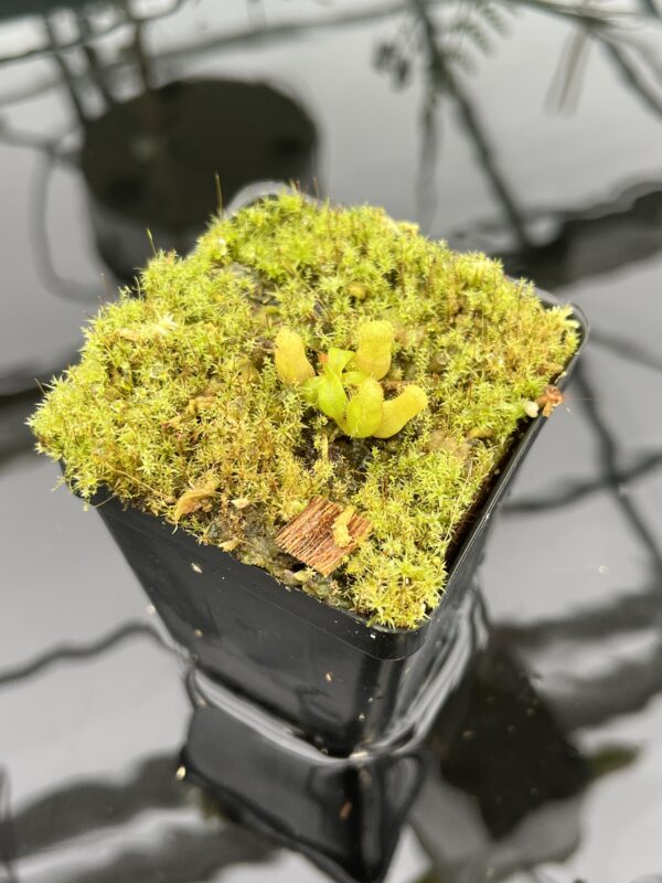 Wide Angle of Nepenthes villosa x edwardsiana | JH | Florae | Clone 1 | Florae Collaborative | FC-322.01 | 20714