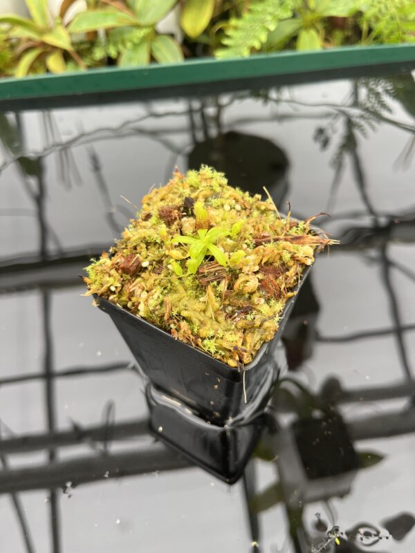 Wide Angle of Nepenthes villosa x lowii | JH | Florae | Clone 8 | Florae Collaborative | FC-326.08 | 20716