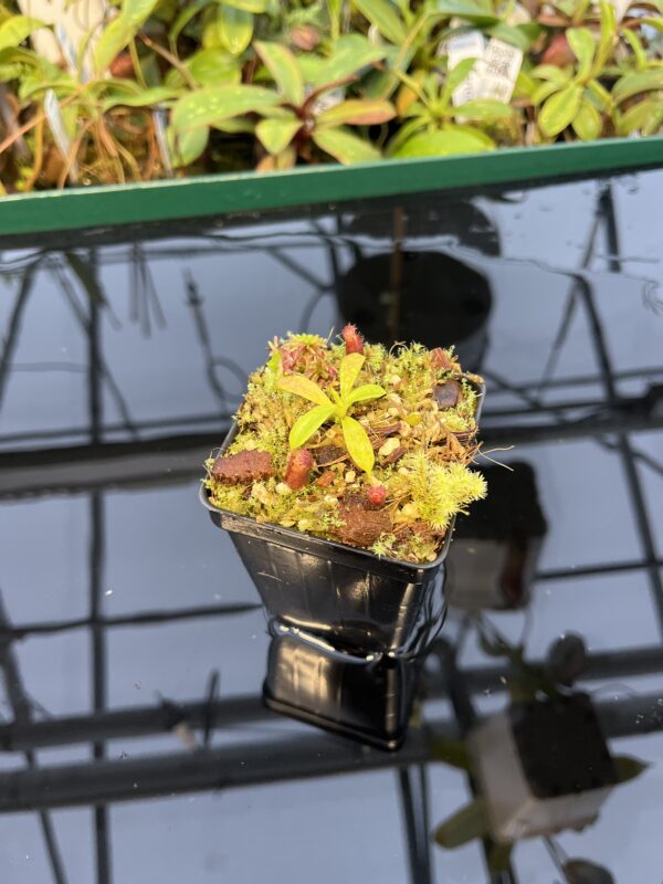 Wide Angle of Nepenthes villosa x lowii | JH | | Florae | Florae Collaborative | FC-326.12 | 20439