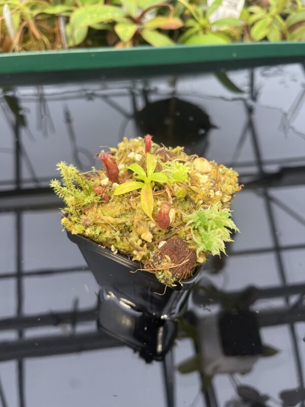 Wide Angle of Nepenthes villosa x lowii | JH | | Florae | Florae Collaborative | FC-326.12 | 20566