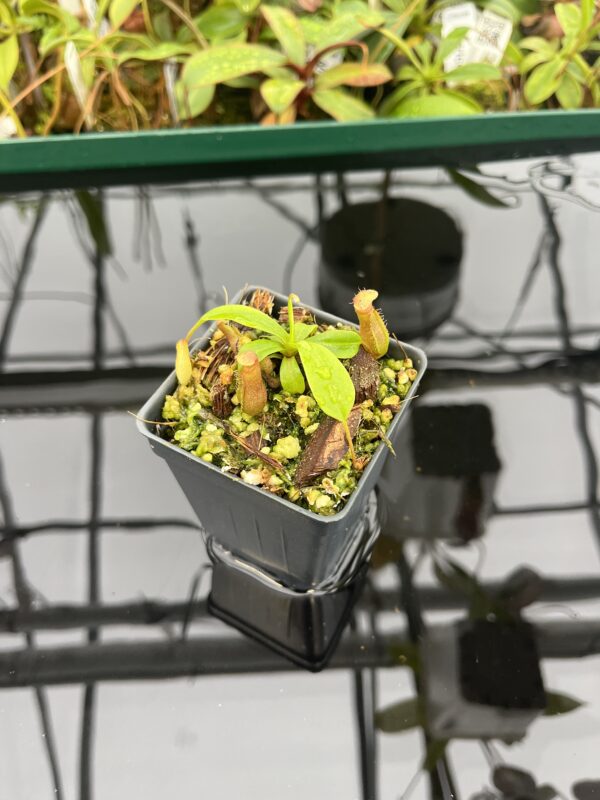 Wide Angle of Nepenthes villosa x ventricosa | JH | Florae | Florae Collaborative | FC-325.03 | 20536