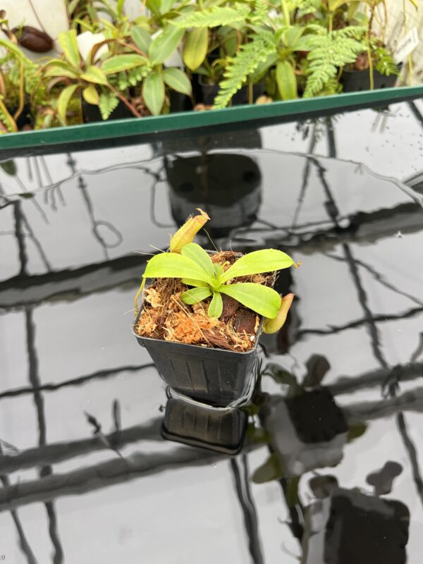 Wide Angle of Nepenthes villosa x ventricosa | JH | Florae | Florae Collaborative | FC-325.03 | 20650