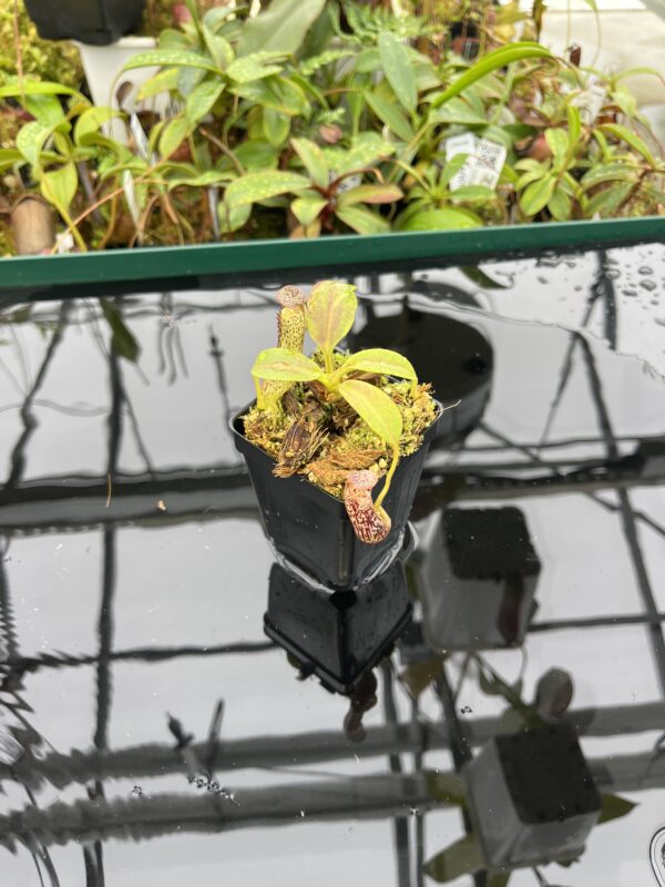 Wide Angle of Nepenthes vogelii | Borneo Exotics | BE-3256 | 20505