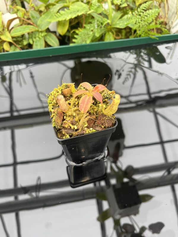 Wide Angle of Nepenthes vogelii | Borneo Exotics | BE-3256 | 20659