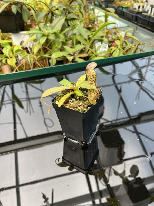 Wide Angle of Nepenthes vogelii x ventricosa | Borneo Exotics | BE-4593 | 20485