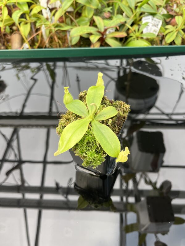 Wide Angle of Nepenthes xhookeriana | Florae Collaborative | FC-116 | 20475