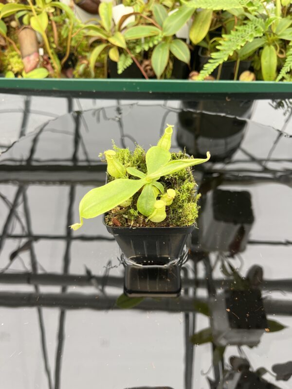 Wide Angle of Nepenthes xhookeriana | Florae Collaborative | FC-116 | 20614