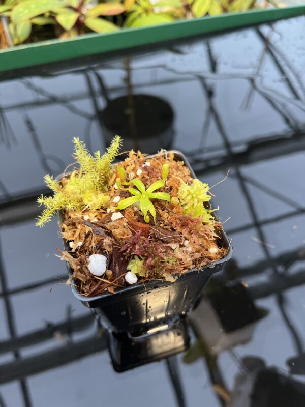 Wide Angle of Nepenthes xtrusmadiensis x villosa | JH | Florae | Clone 4 | Florae Collaborative | FC-416.04 | 20446