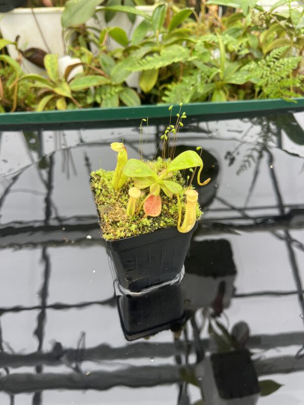 Wide Angle of Nepenthes zakriana | Borneo Exotics | BE-3068 | 20666