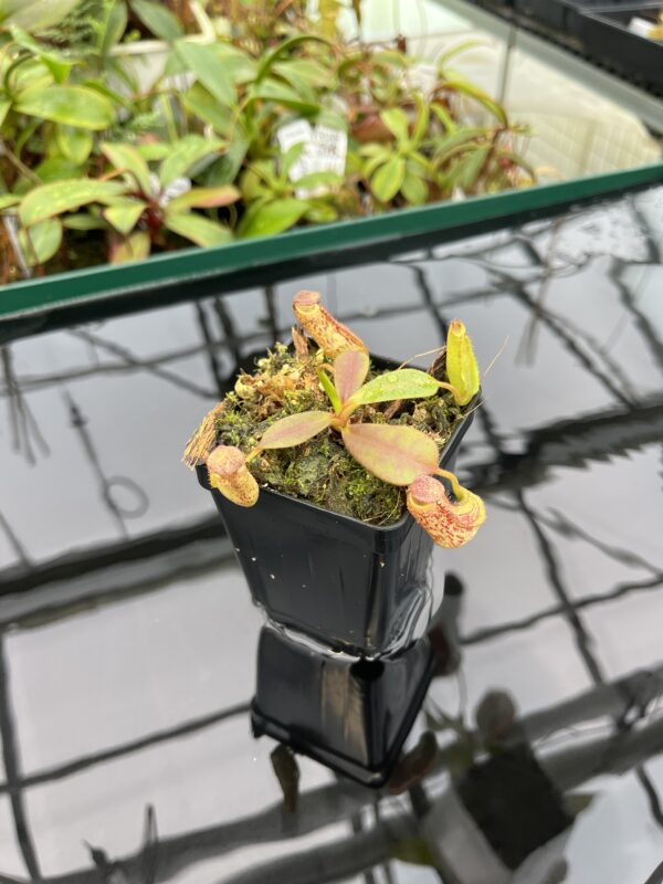 Wide Angle of Nepenthes zakriana | Borneo Exotics | BE-3465 | 20353