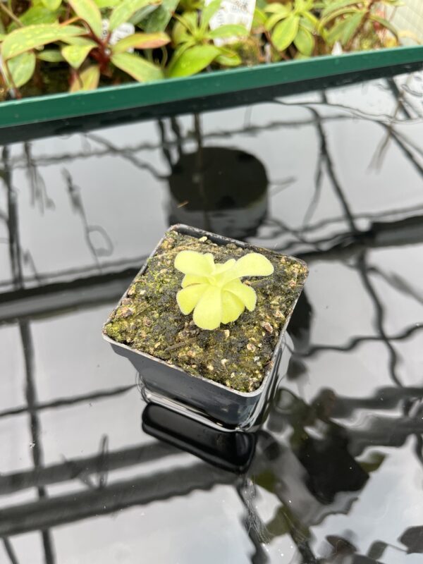 Wide Angle of Pinguicula agnata {El Lobo} | Best Carnivorous Plants | BCP-2210 | 20342