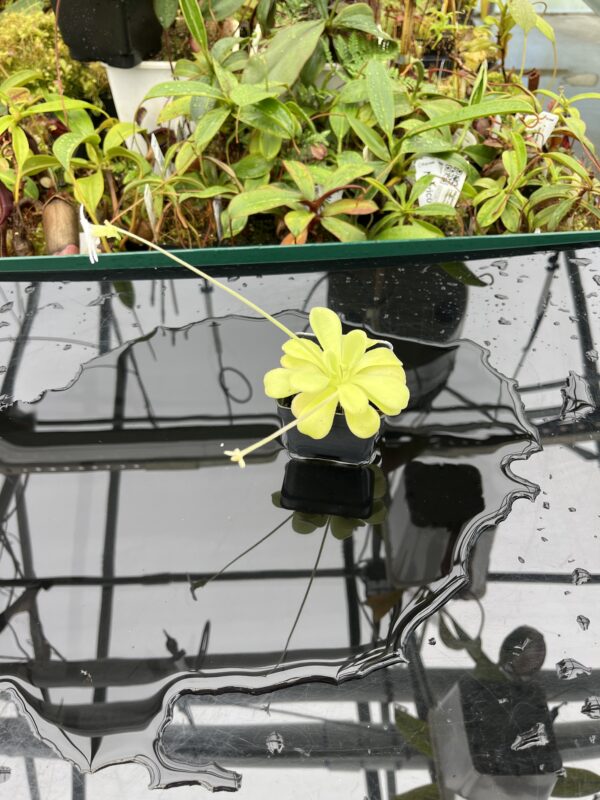 Wide Angle of Pinguicula agnata {El Lobo} | Best Carnivorous Plants | BCP-2210 | 20581