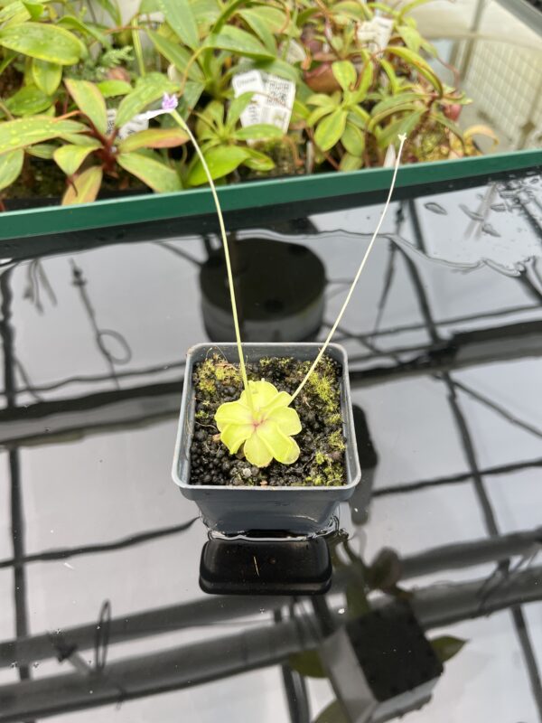 Wide Angle of Pinguicula emarginata {all green and compact rosette} | Best Carnivorous Plants | BCP-338 | 20348