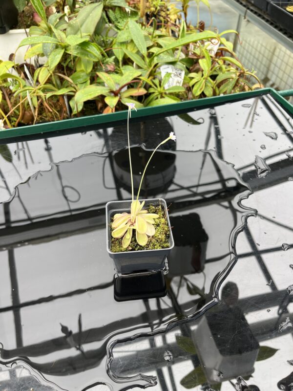 Wide Angle of Pinguicula emarginata {red coloured and big rosette} | Best Carnivorous Plants | BCP-1286 | 20586