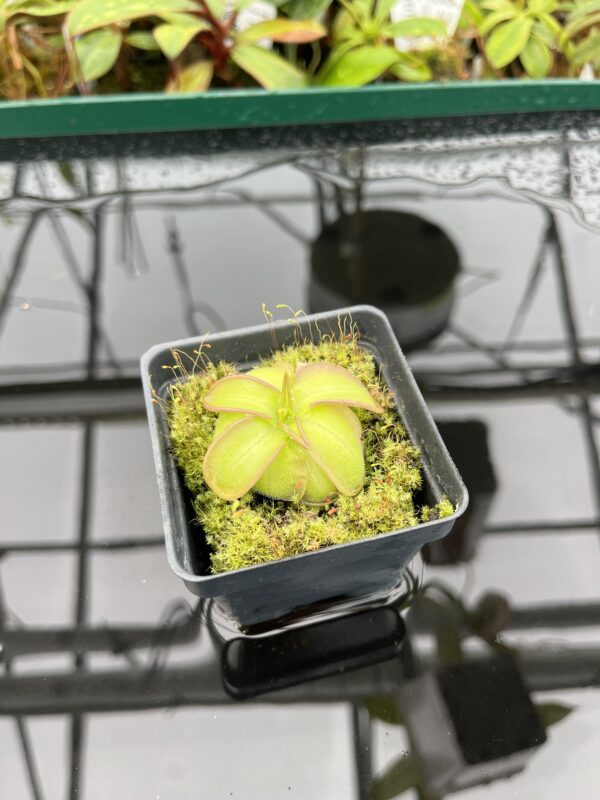 Wide Angle of Pinguicula emarginata x hemiepiphytica | Best Carnivorous Plants | BCP-1668 | 20336
