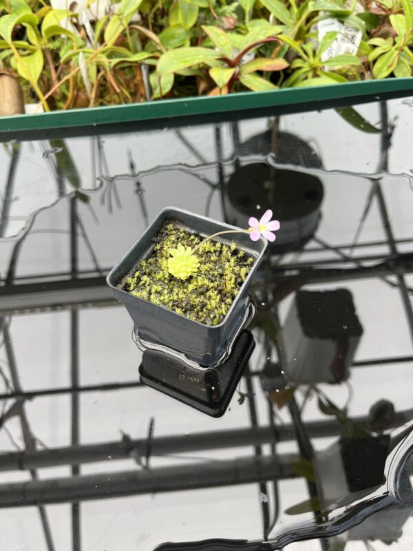 Wide Angle of Pinguicula esseriana {light pink flw, Giant} | Best Carnivorous Plants | BCP-1356 | 20587