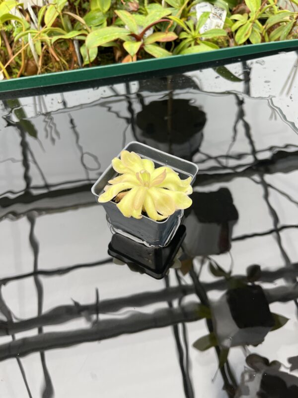 Wide Angle of Pinguicula gypsicola x hemiepiphytica | Best Carnivorous Plants | BCP-1803 | 20588