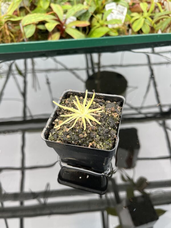 Wide Angle of Pinguicula gypsicola x moctezumae | Best Carnivorous Plants | BCP-1401 | 20343