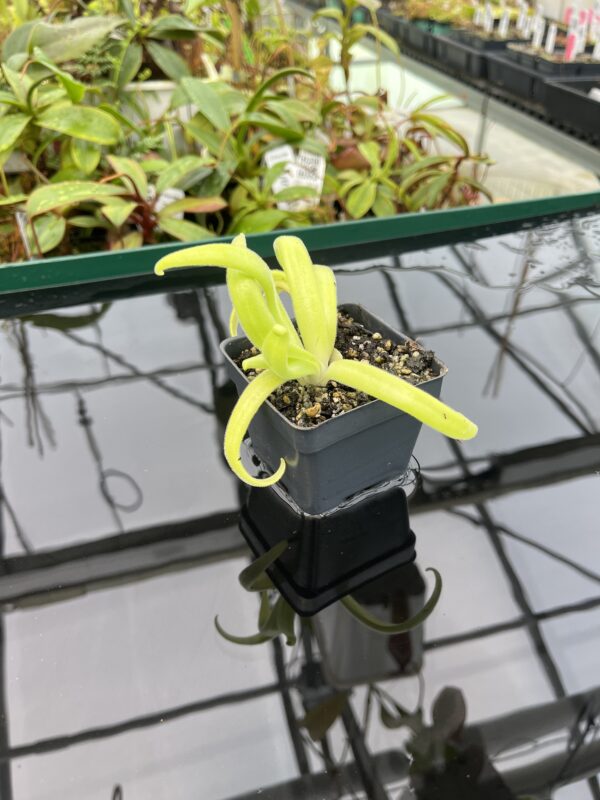 Wide Angle of Pinguicula (heterophylla x medusina) x gigantea {white flower} | Best Carnivorous Plants | BCP-680 | 20350