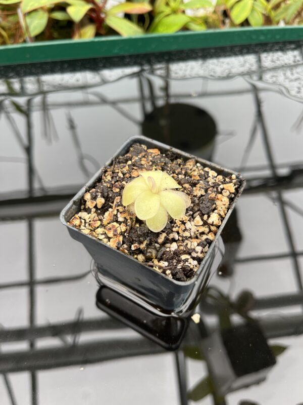 Wide Angle of Pinguicula ibarrae {P spec. agnata, Tlanchinol, Mexico} | Best Carnivorous Plants | BCP-1792 | 20337