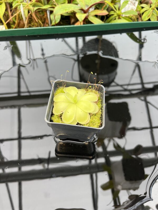 Wide Angle of Pinguicula ibarrae {P spec. agnata, Tlanchinol, Mexico} | Best Carnivorous Plants | BCP-1792 | 20585