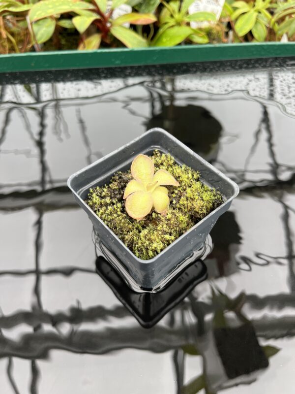 Wide Angle of Pinguicula laueana {undulate geranium flower} | Best Carnivorous Plants | BCP-2277 | 20332
