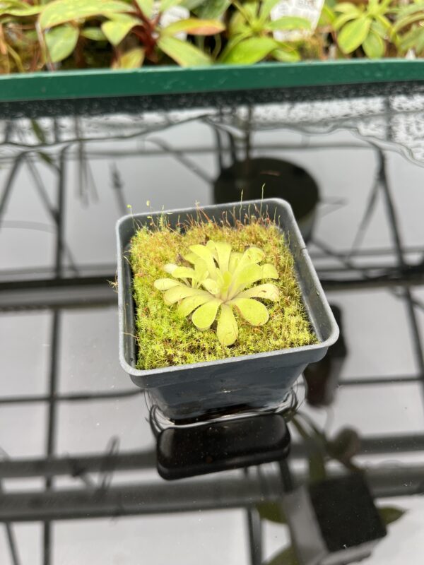 Wide Angle of Pinguicula laxifolia | Best Carnivorous Plants | BCP-2273 | 20335