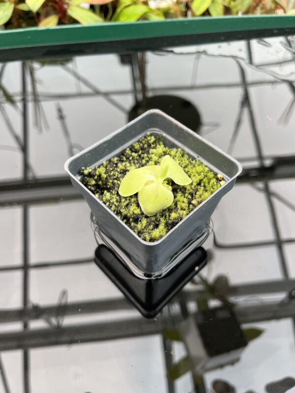 Wide Angle of Pinguicula macrophylla | Best Carnivorous Plants | BCP-480 | 20345