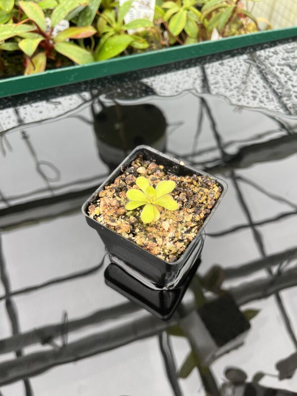 Wide Angle of Pinguicula martinezii | Best Carnivorous Plants | BCP-2222 | 20333