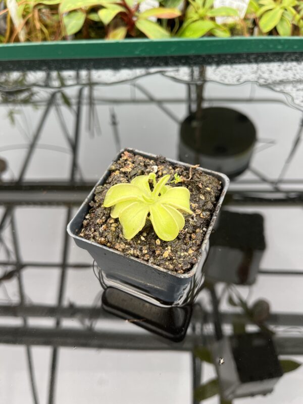 Wide Angle of Pinguicula mesophytica {Cerro Miramundo, El Salvador} | Best Carnivorous Plants | BCP-1703 | 20338